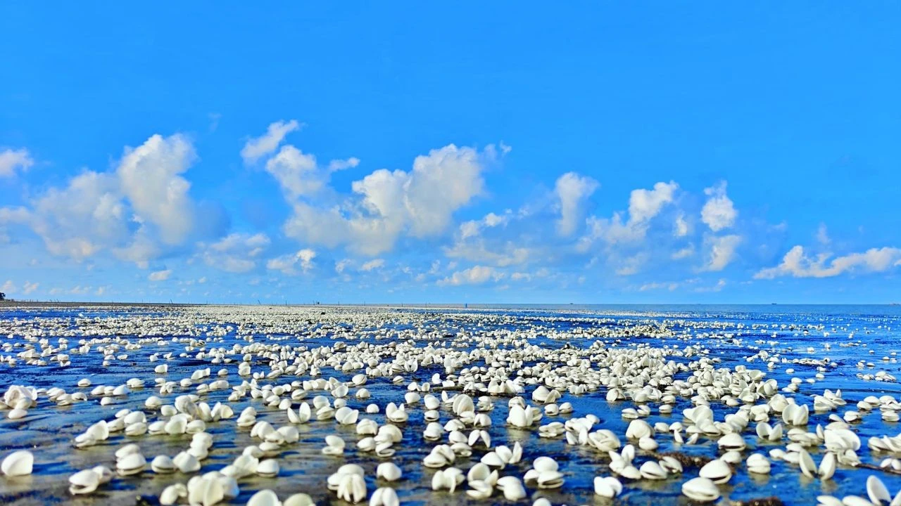 ঝিনুকের সৌন্দর্যে নতুন রূপে কুয়াকাটা