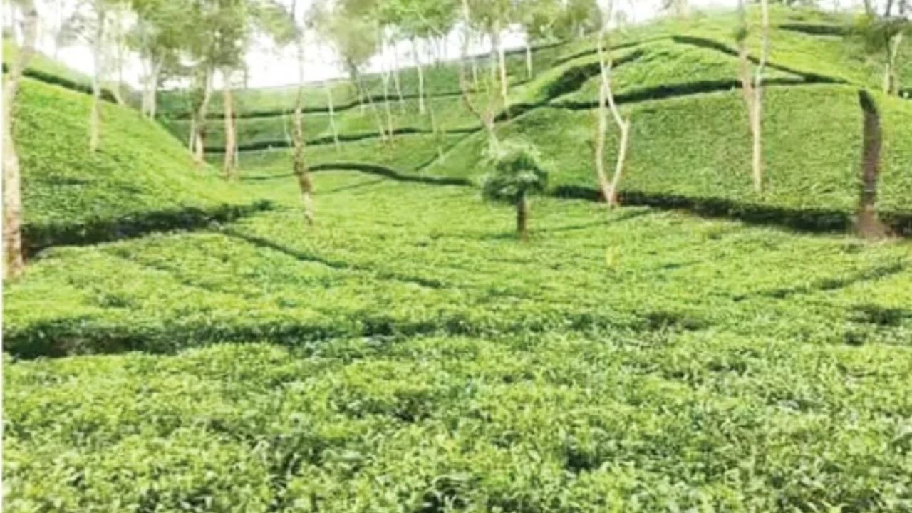 সিলেটের পর্যটন খাতে সম্ভাবনার হাতছানি