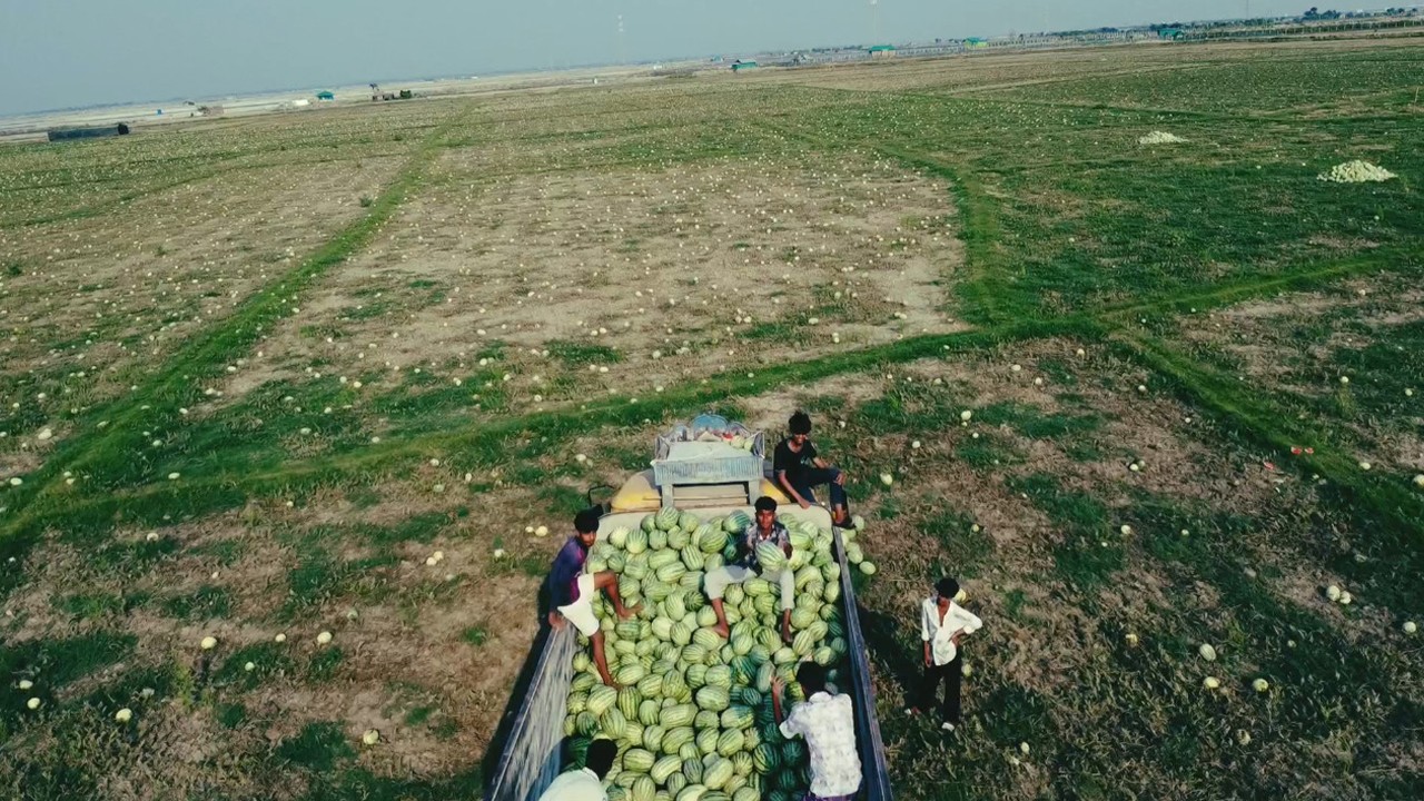 তরমুজের দরপতনে চাষিদের মাথায় হাত!