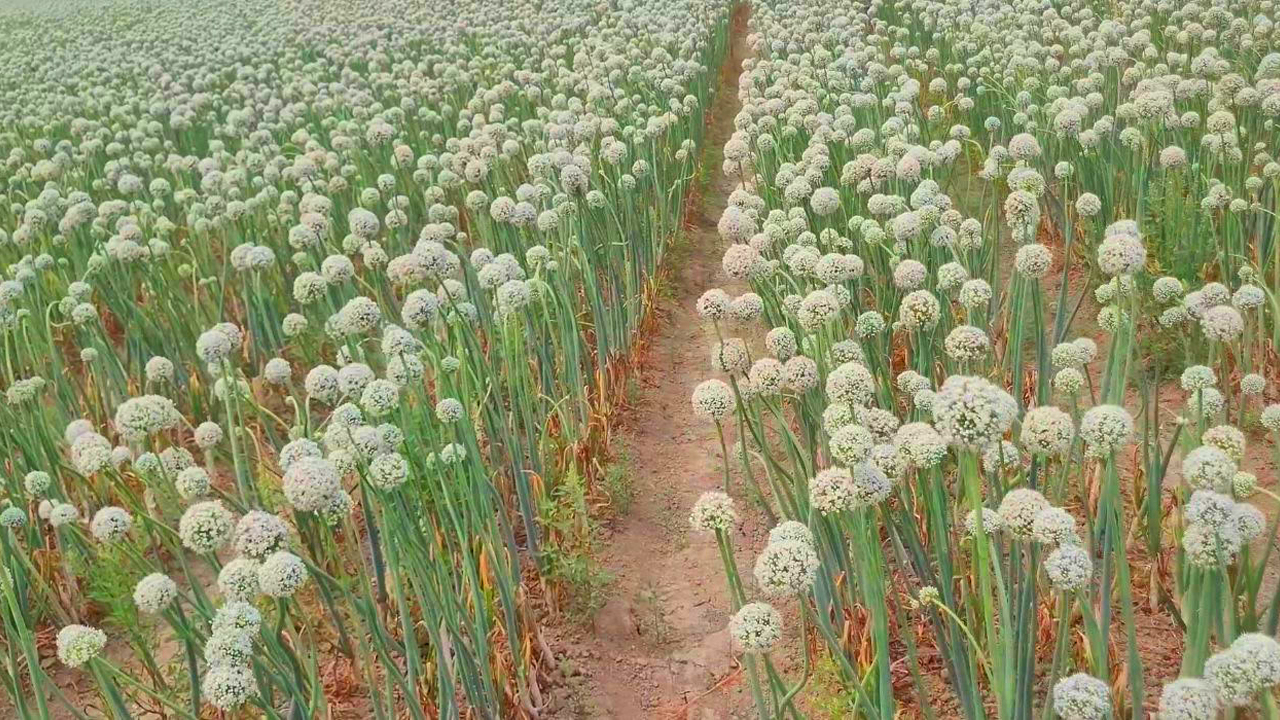 মাদারীপুরে পেঁয়াজের বাম্পার ফলনে স্বপ্ন বুনছেন কৃষকরা