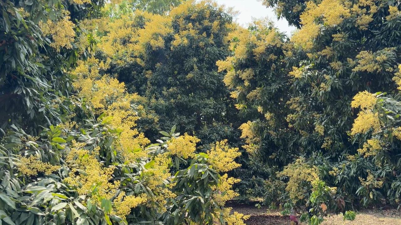 মুকুলে ছেয়ে গেছে লিচুর বাগান, ঈশ্বরদীতে বাম্পার ফলনের আশা