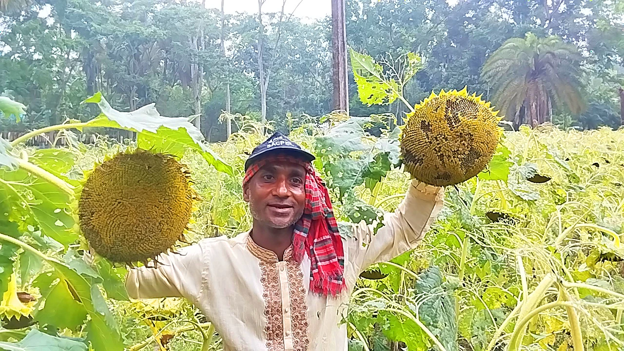 বাগেরহাটে সূর্যমুখী চাষে ব্যাপক সম্ভবনা