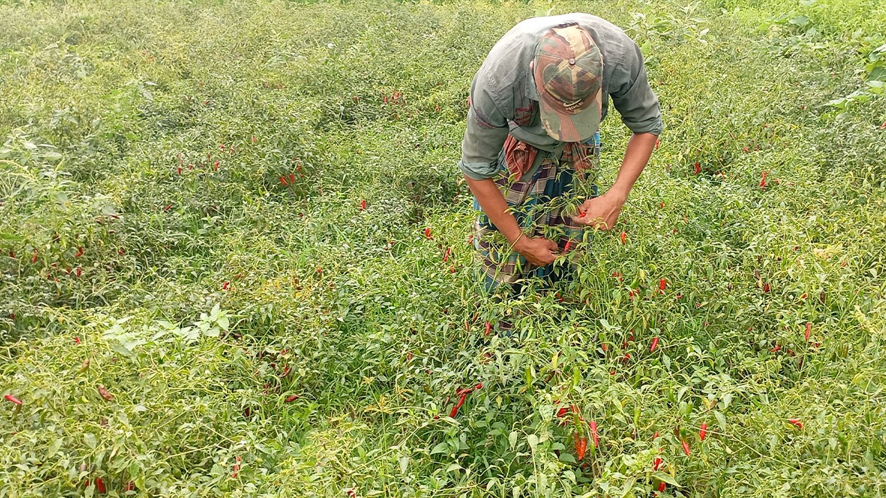 নালিতাবাড়ীতে মরিচ চাষে অপার সম্ভাবনা