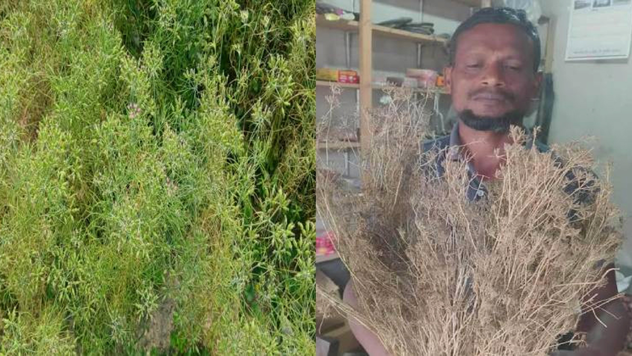 অনলাইন থেকে বীজ সংগ্রহ করে হাকিমপুরে জিরা চাষে সাফল্য