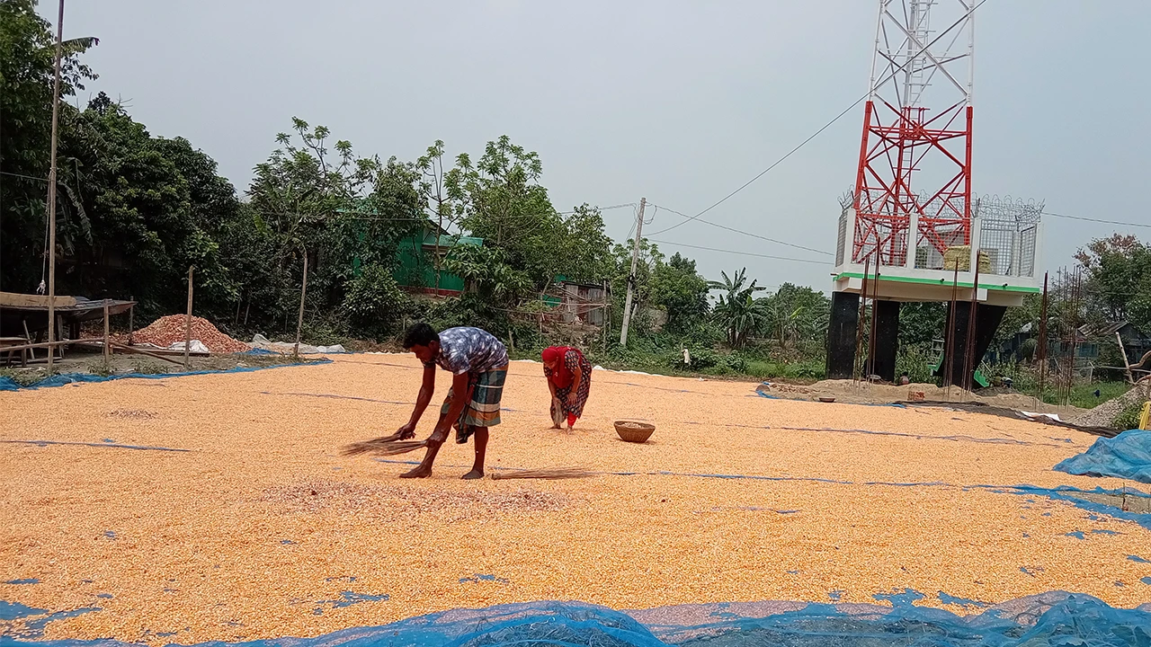 হাওরাঞ্চলে ভুট্টা আবাদে ঝুঁকছেন কৃষকরা