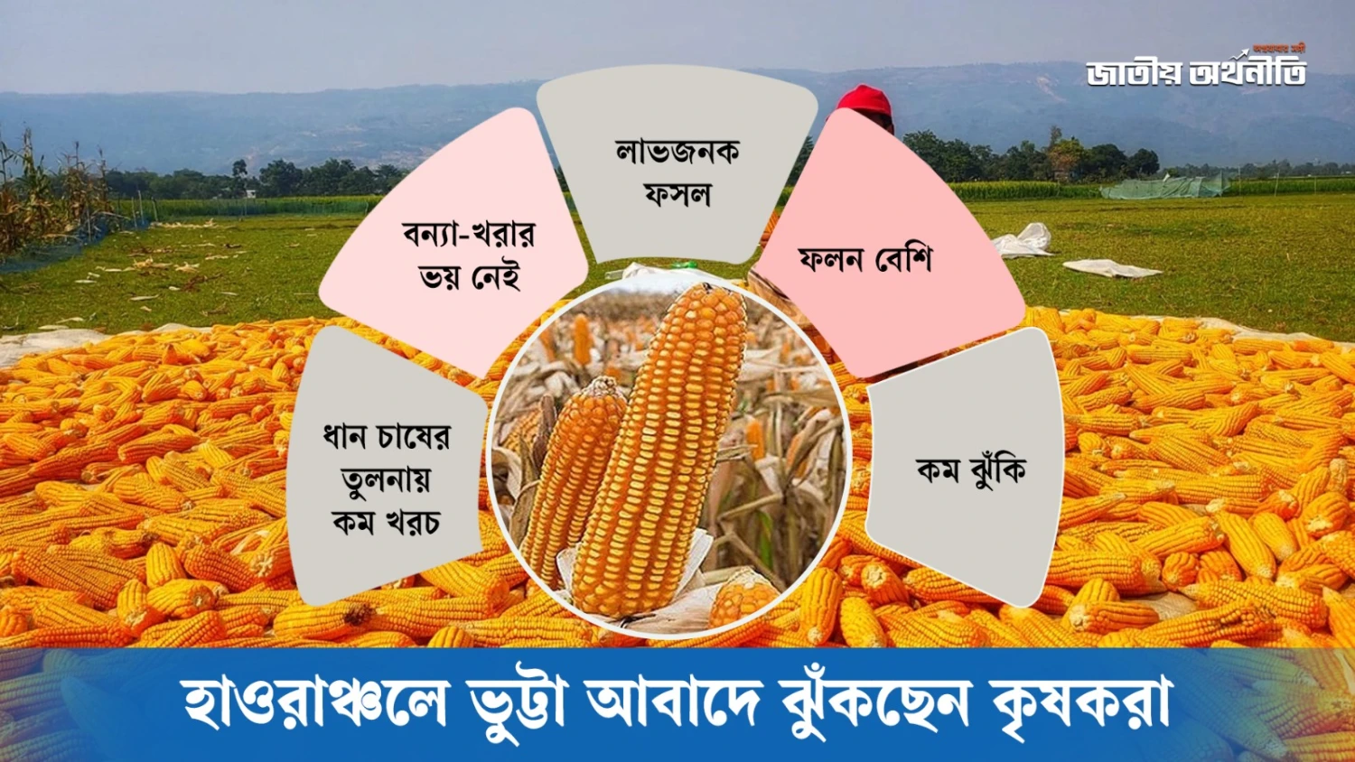 হাওরাঞ্চলে ভুট্টা আবাদে ঝুঁকছেন কৃষকরা